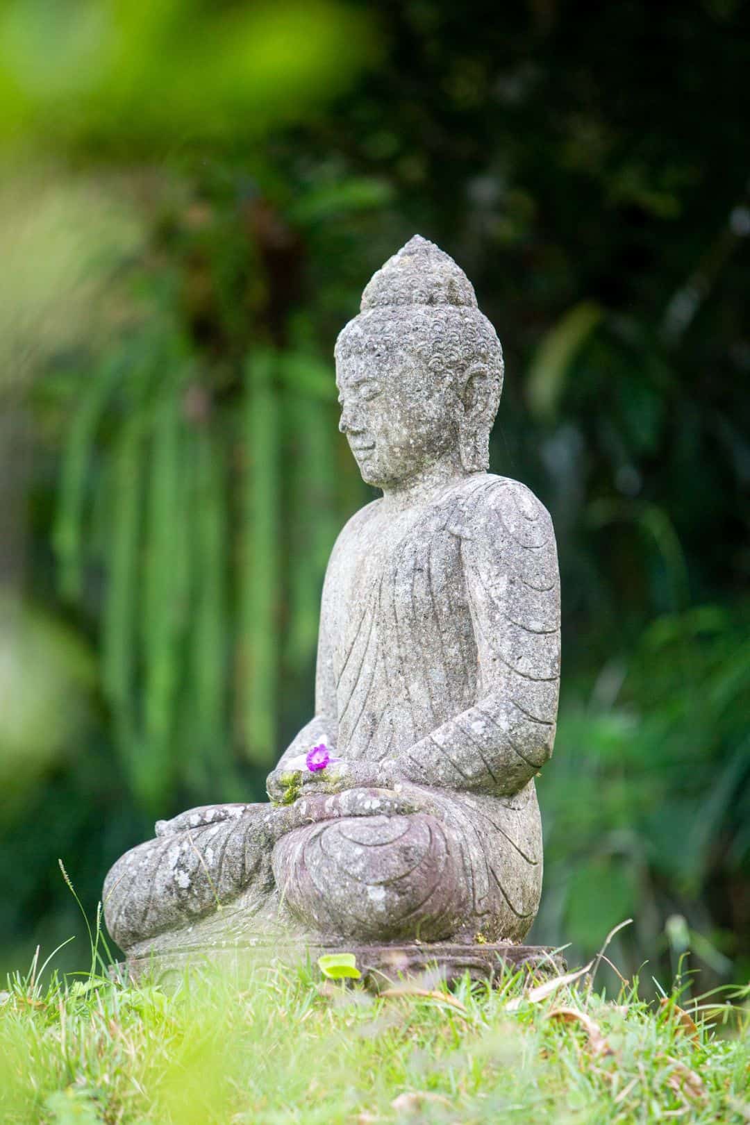 Stone Buddha statue in meditation among the lush jungle gardens at Airborne Arts